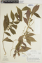 Acalypha apodanthes image