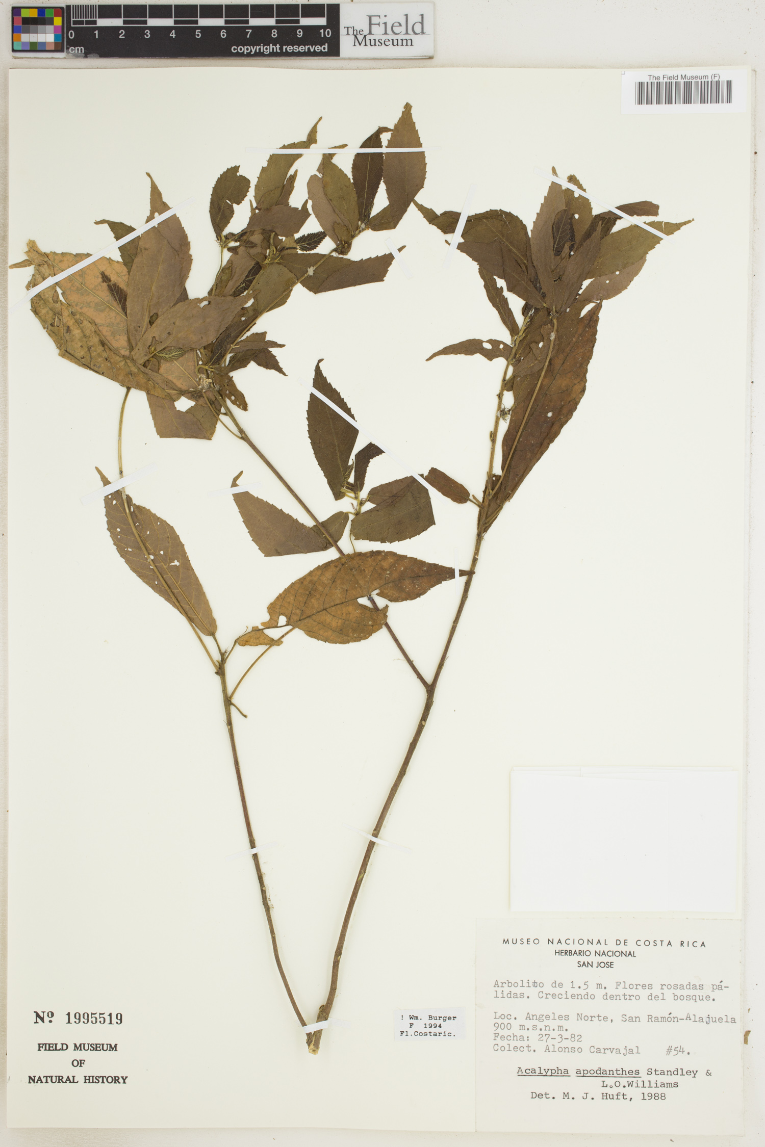 Acalypha apodanthes image