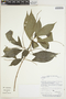 Acalypha apodanthes image