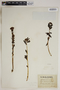 Sedum rosea (L.) Scop., GREECE, F