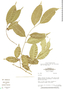 Sorocea muriculata subsp. muriculata, Brazil, P. J. M. Maas 6788, F