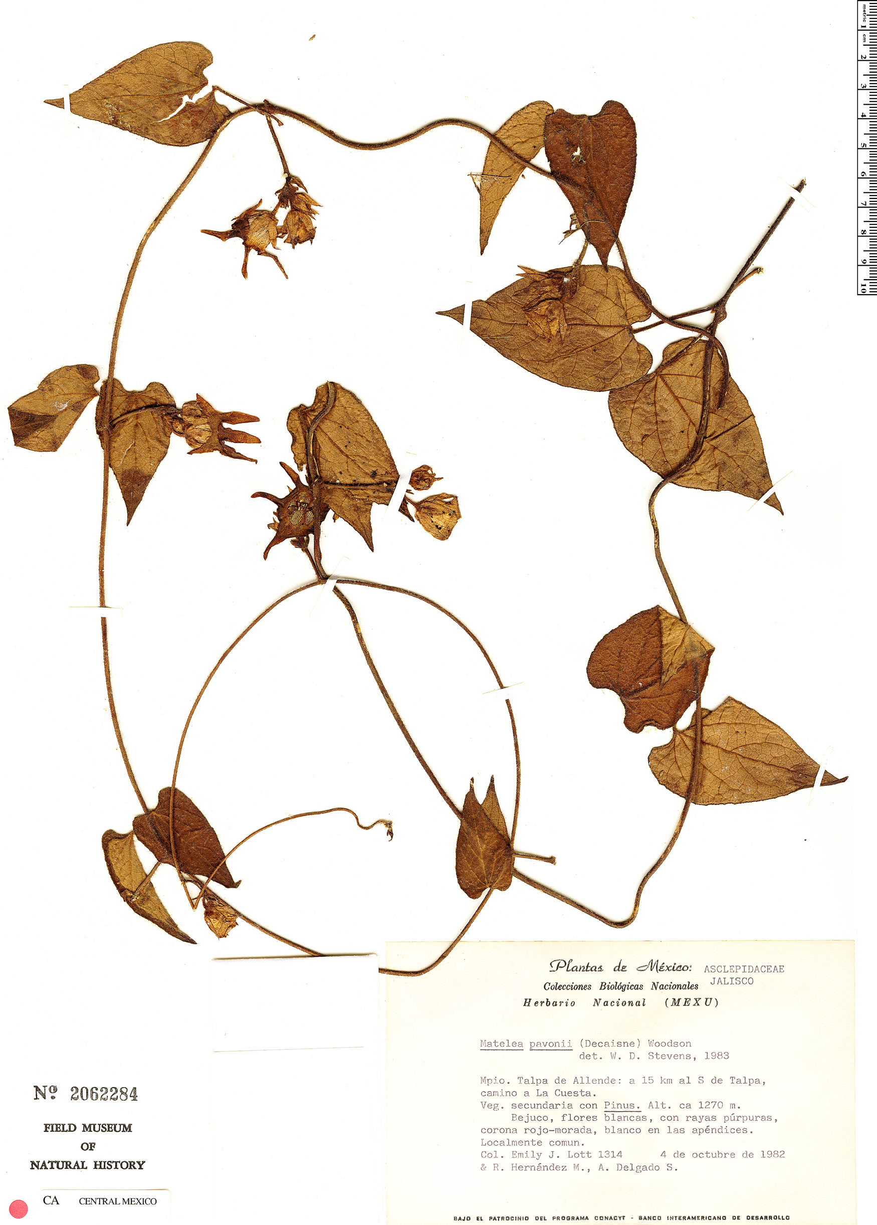 Dictyanthus pavonii image