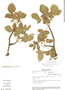 Bursera graveolens (Kunth) Triana & Planch., Ecuador, A. Freire Fierro 1098, F