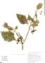 Jaltomata procumbens (Cav.) J. L. Gentry, El Salvador, W. G. Berendsohn 1173, F