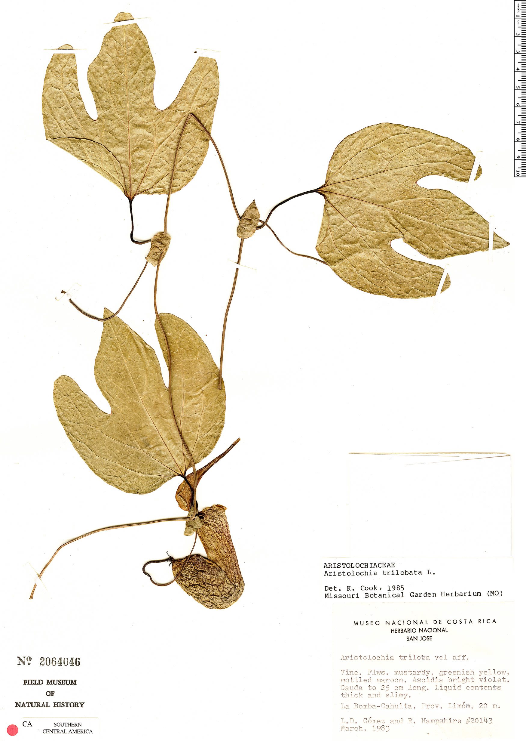 Aristolochia trilobata image
