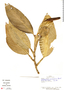 Stenospermation marantifolium image