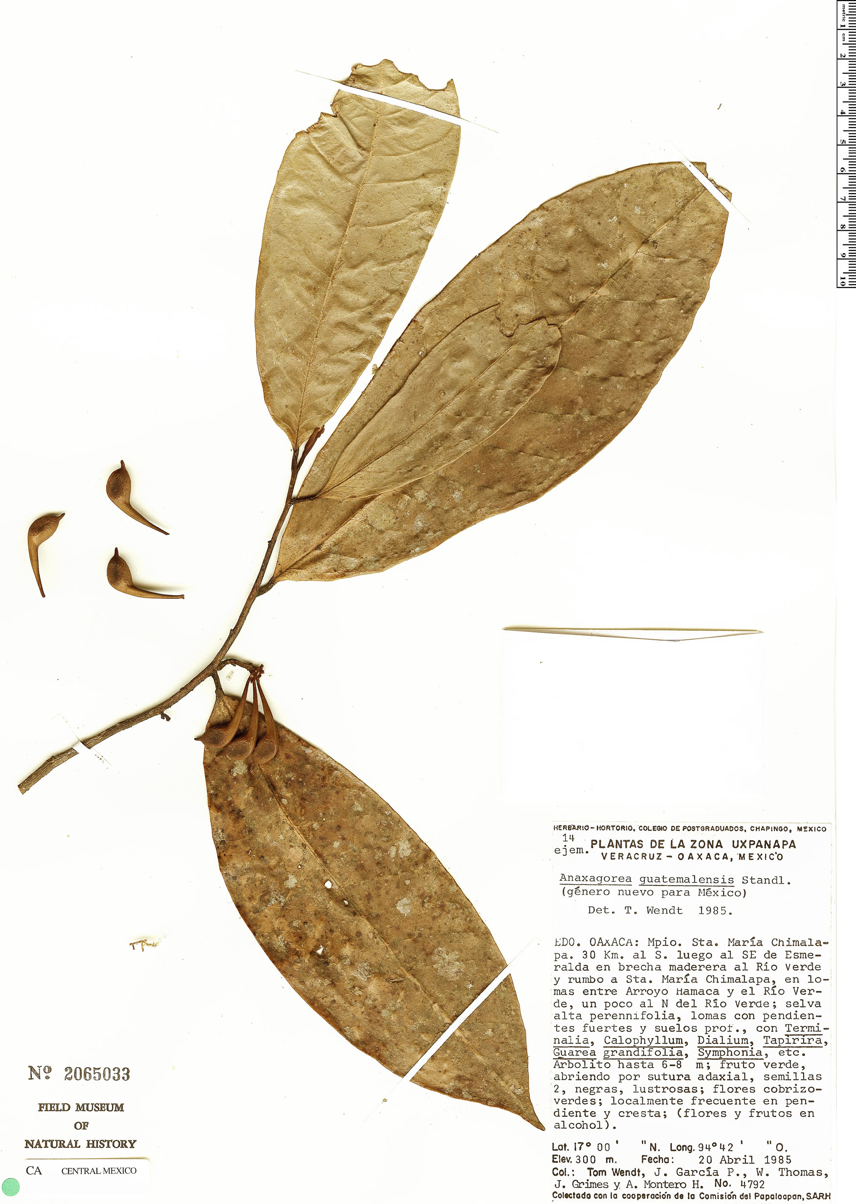 Anaxagorea guatemalensis image