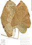 Anthurium colonense image