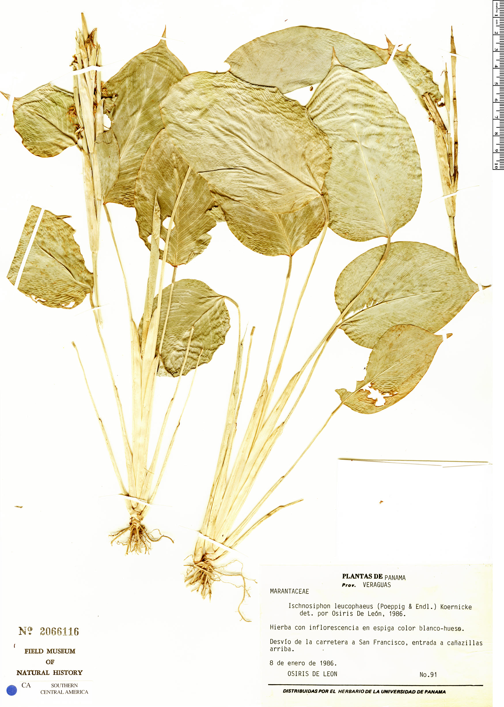 Ischnosiphon leucophaeus image