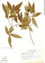 Nectandra salicifolia (Kunth) Nees, Mexico, R. Torres C. 4234, F