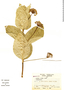 Asclepias pringlei (Greenm.) Woodson, Mexico, E. Matuda 2600, F