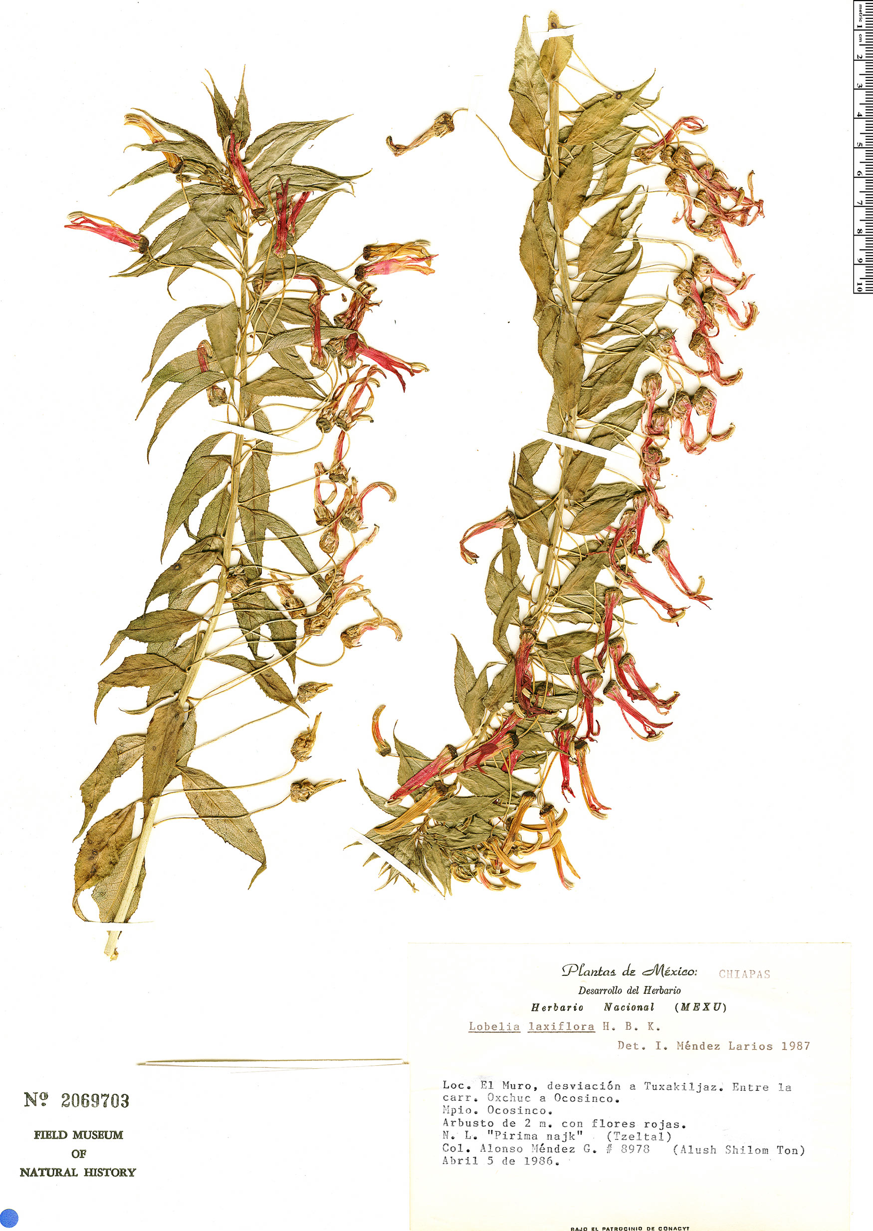 Lobelia laxiflora image