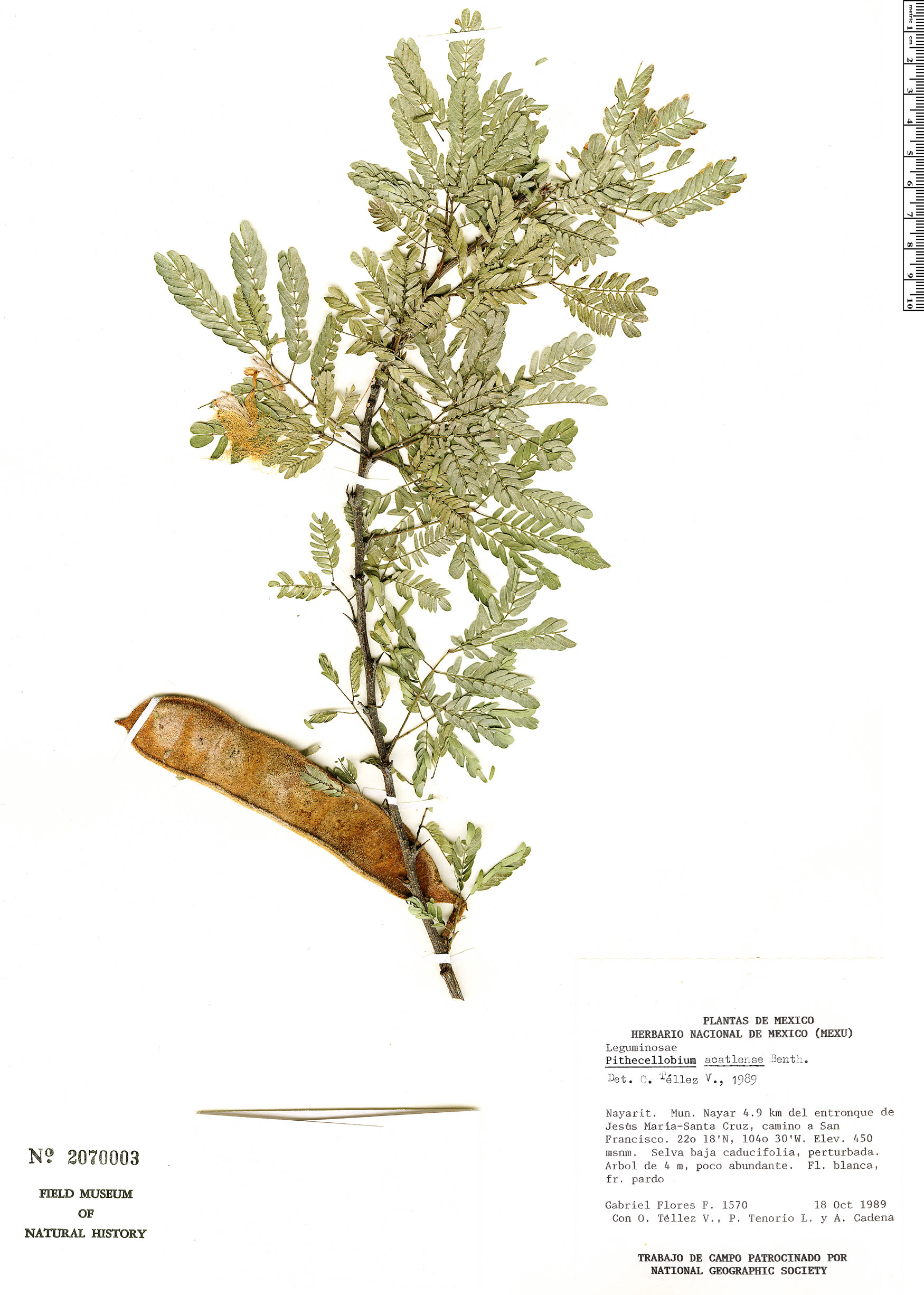 Sphinga acatlensis image