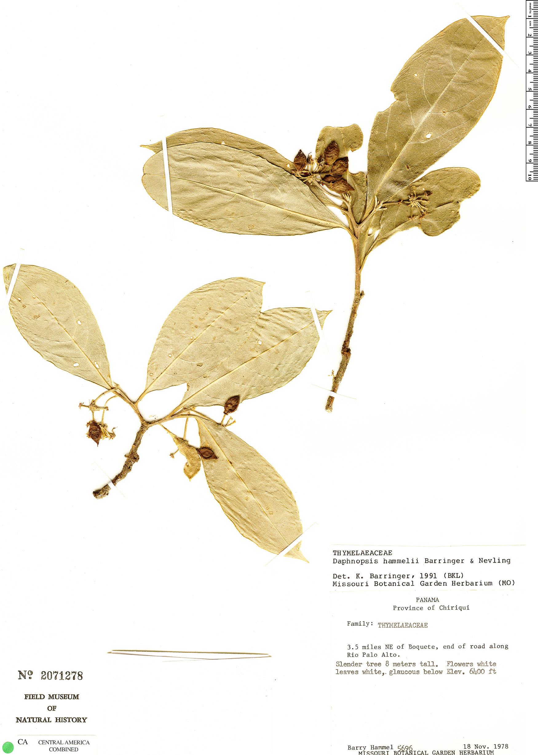 Daphnopsis hammelii image