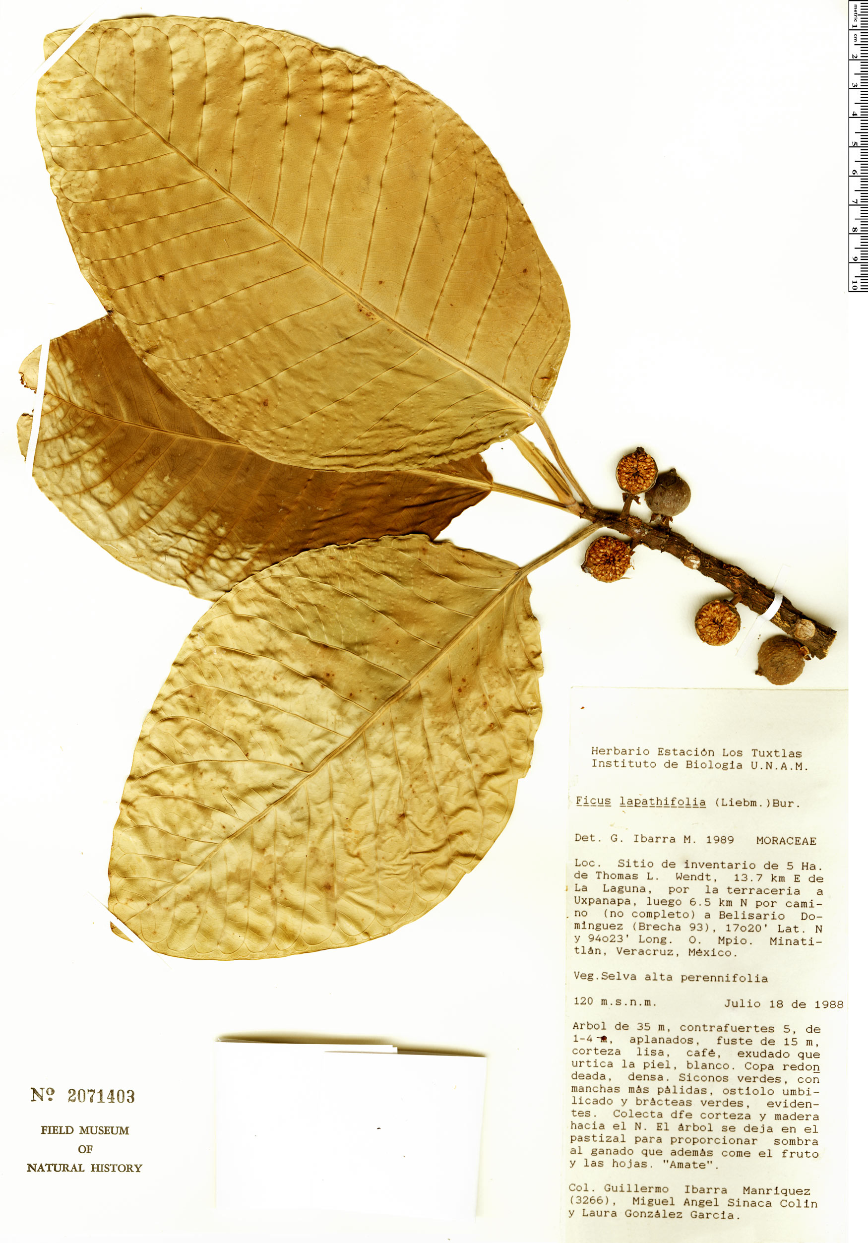 Ficus lapathifolia image