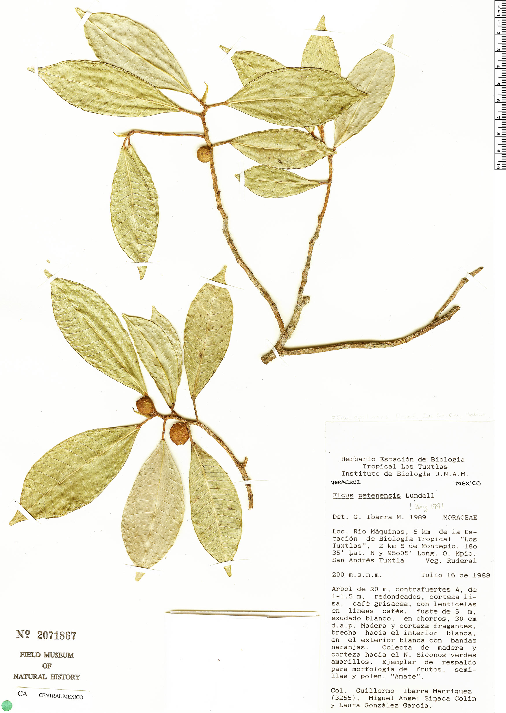 Ficus apollinaris image