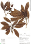 Meliosma grandiflora, Panama, G. D. McPherson 15325, F