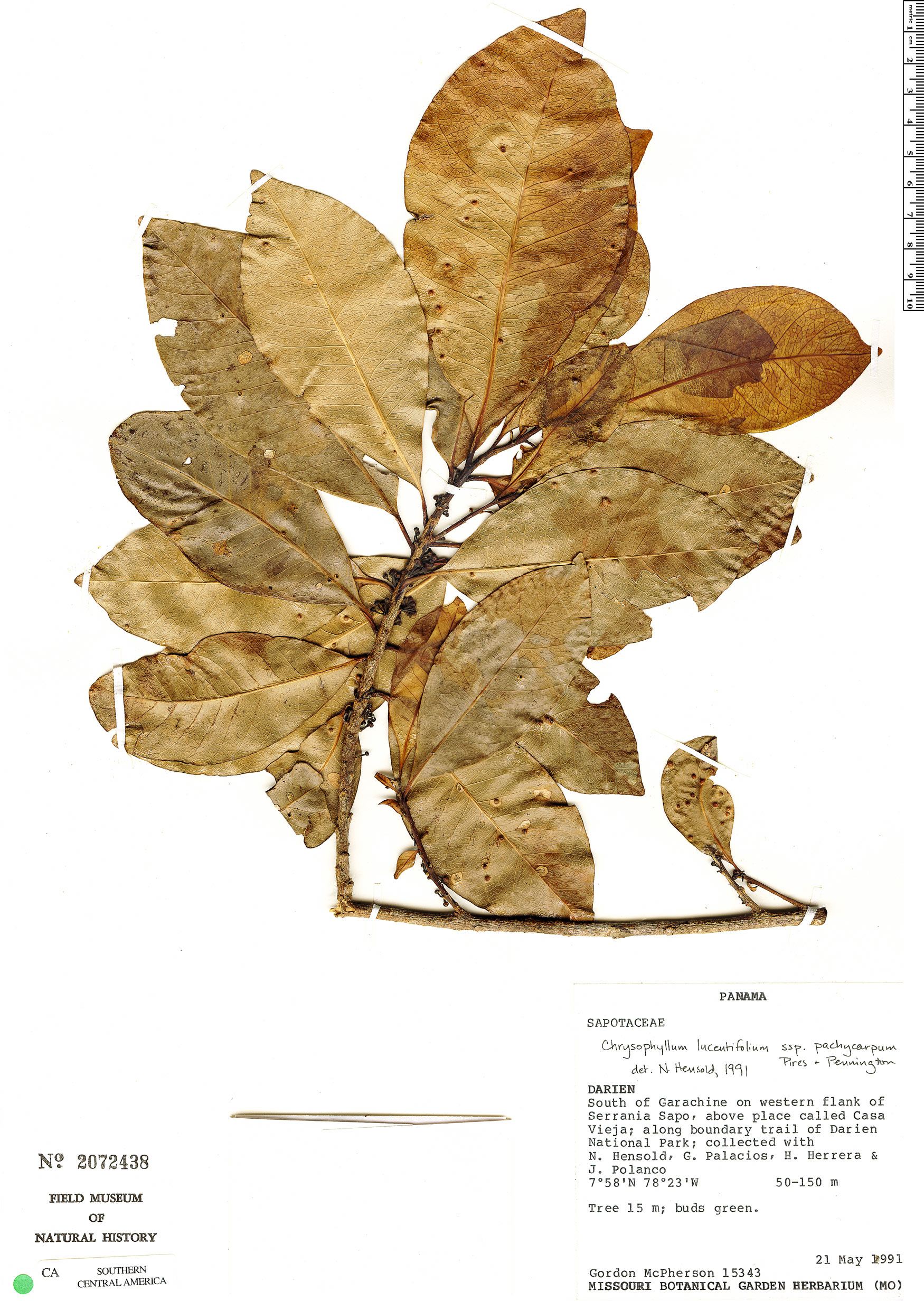 Chrysophyllum lucentifolium image