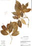 Rinorea lindeniana var. lindeniana, Panama, N. C. Hensold 1073, F