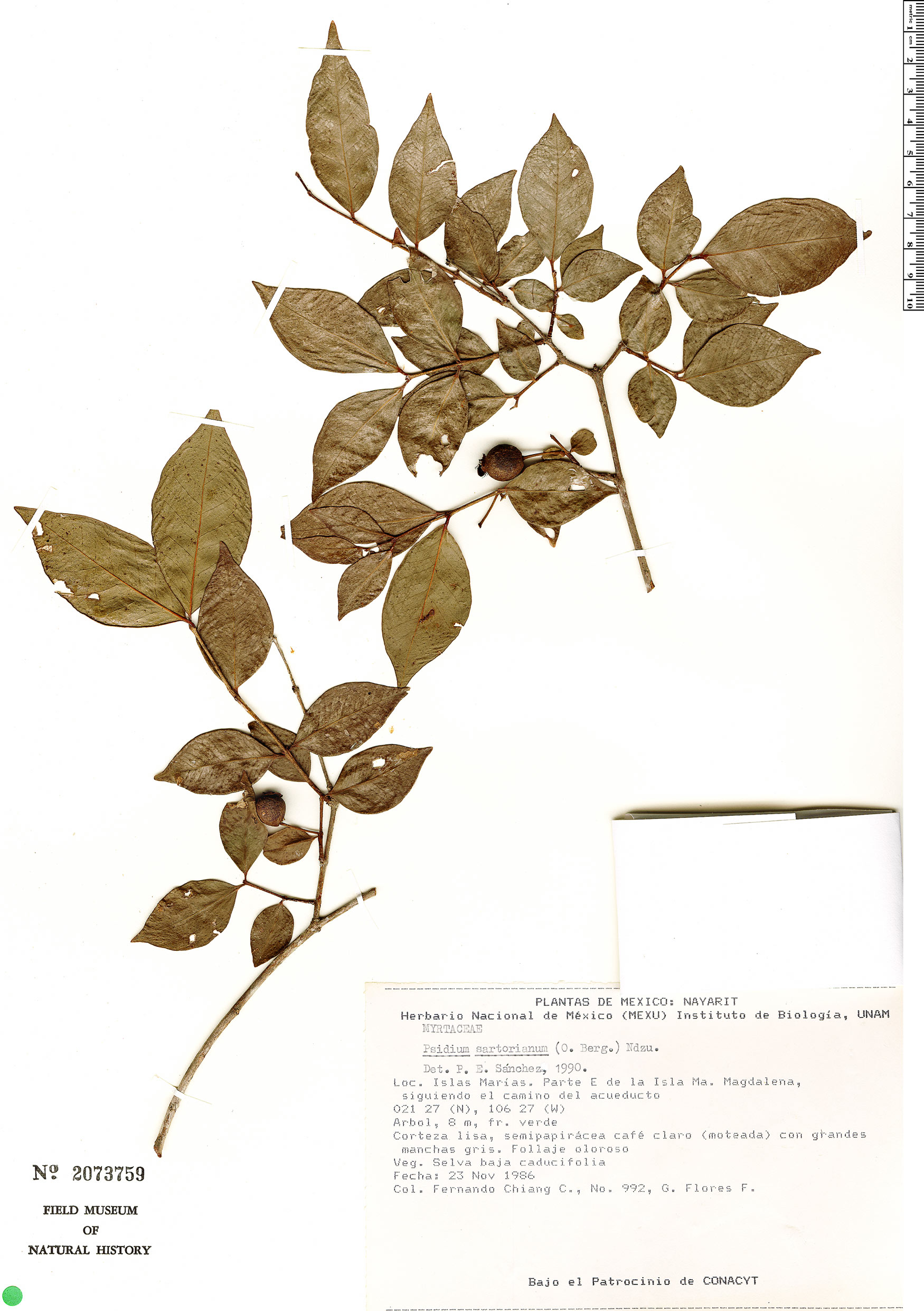 Psidium sartorianum image