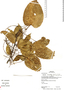 Dioscorea samydea Mart. ex Griseb., Bolivia, B. Mostacedo 28, F