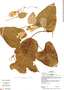 Dioscorea amaranthoides Presl, Bolivia, M. Peña 343, F
