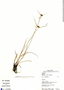 Cyperus aggregatus (Willd.) Endl., GUYANA, P. J. M. Maas 7270, F