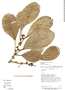 Ficus aurea Nutt., G. Herrera 1791, F