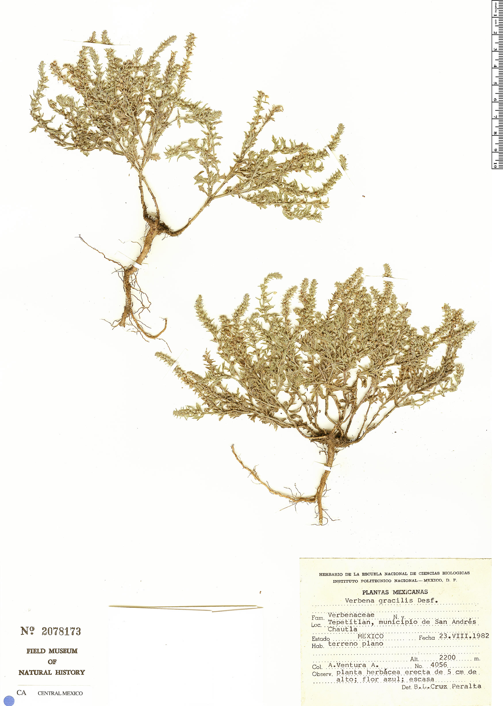 Verbena gracilis image