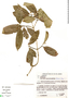 Gomidesia anacardiifolia (Gardner) O. Berg, D. Sucre B. 7477, F