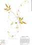 Cyclanthera dissecta (Torr. & A. Gray) Arn., Mexico, E. J. Lott 3066, F