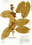 Ficus velutina Humb. & Bonpl. ex Willd., Mexico, E. J. Lott 2933, F