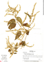 Chamissoa altissima (Jacq.) Kunth, Panama, M. Rodriguez 76, F