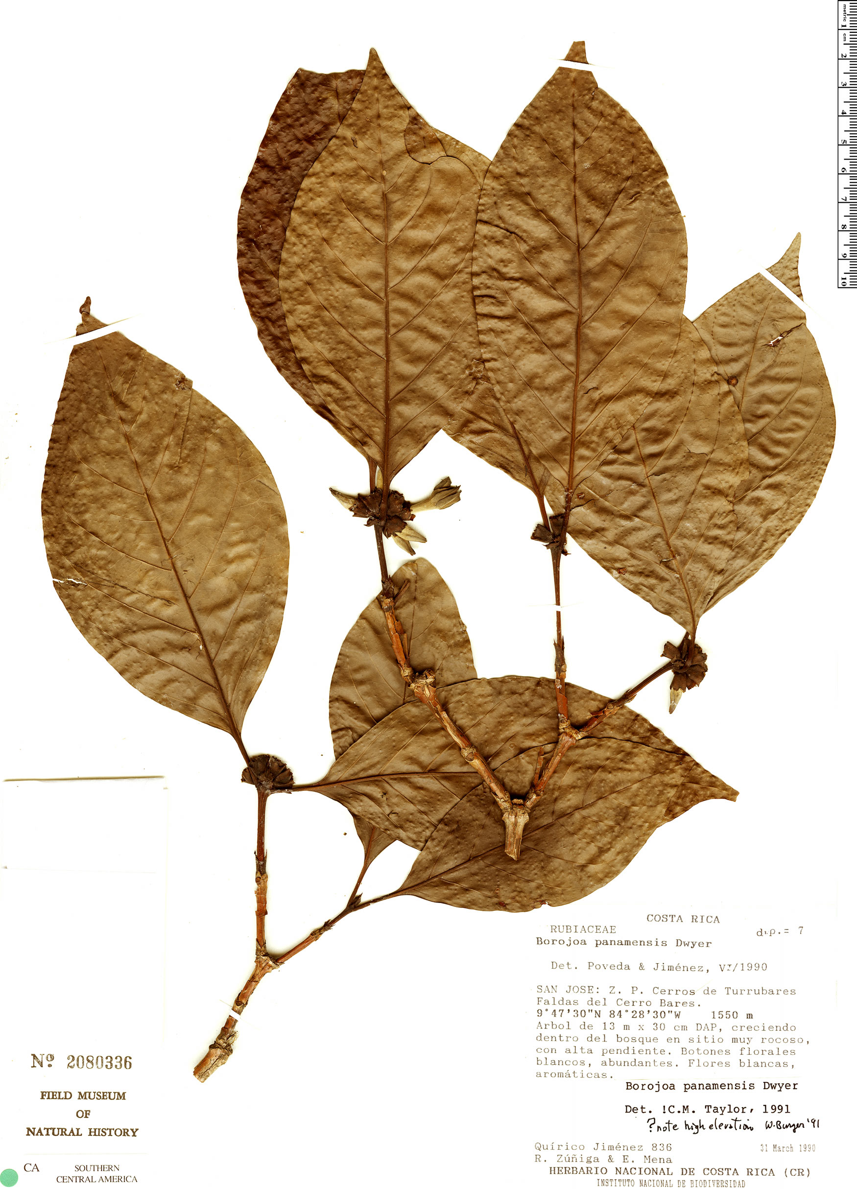 Alibertia edulis var. premontana image