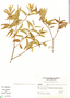 Vallesia glabra (Cav.) Link, M. S. Ferrucci 600, F
