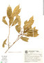 Chrysophyllum viride Mart. & Eichler, Brazil, G. G. Hatschbach 20357, F