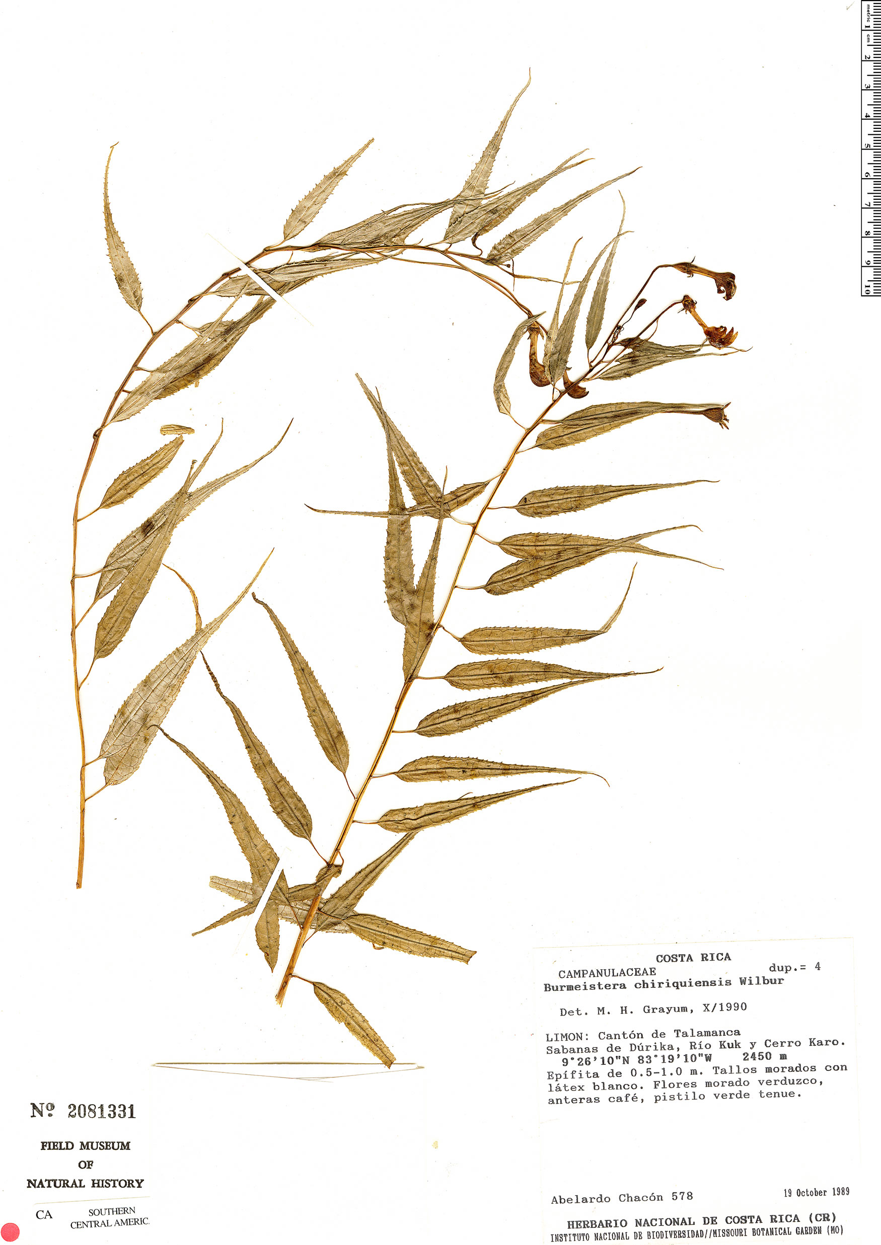 Burmeistera chiriquiensis image