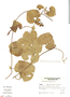 Aristolochia esperanzae Kuntze, Argentina, A. Krapovickas 39286, F