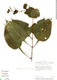 Pseuderanthemum cuspidatum (Nees) Radlk., Costa Rica, A. Chacón 363, F