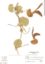 Aristolochia esperanzae Kuntze, Brazil, A. Krapovickas 42798, F