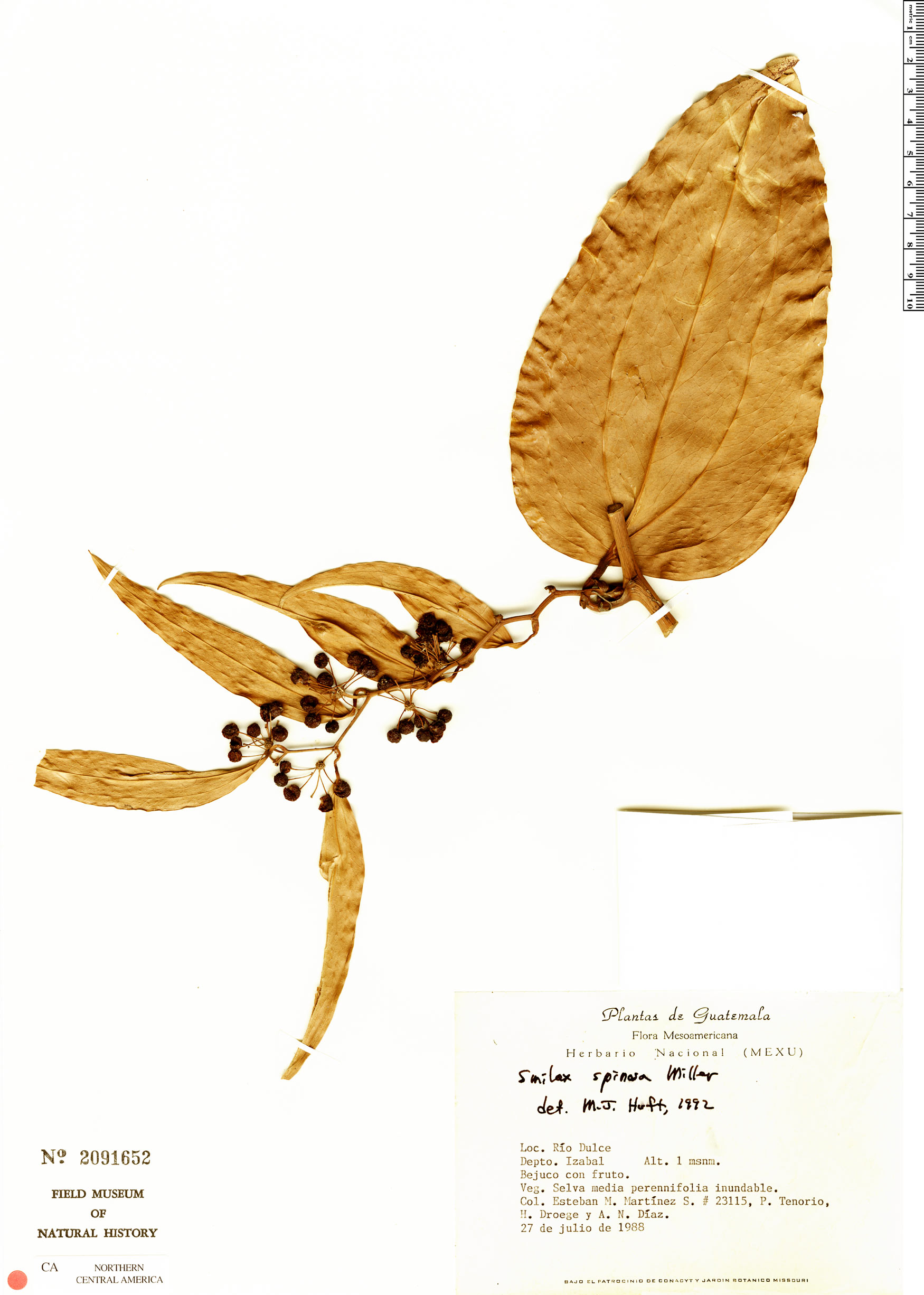 Smilax spinosa image