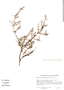 Krameria grayi, Mexico, M. C. Johnston 12315, F