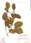 Mendoncia glomerata Leonard, Ecuador, G. W. Harling 11964, F