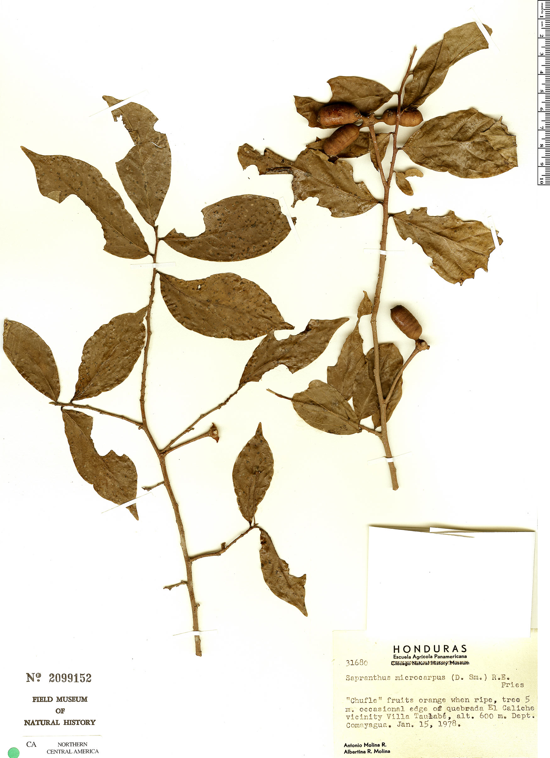 Sapranthus microcarpus image