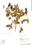 Eugenia uniflora L., Bolivia, A. H. Gentry 73913, F