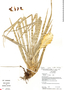 Tillandsia cyanea, Ecuador, R. B. Foster 13481, F