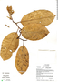 Metteniusa nucifera (Pittier) Sleumer, Ecuador, R. B. Foster 13589, F