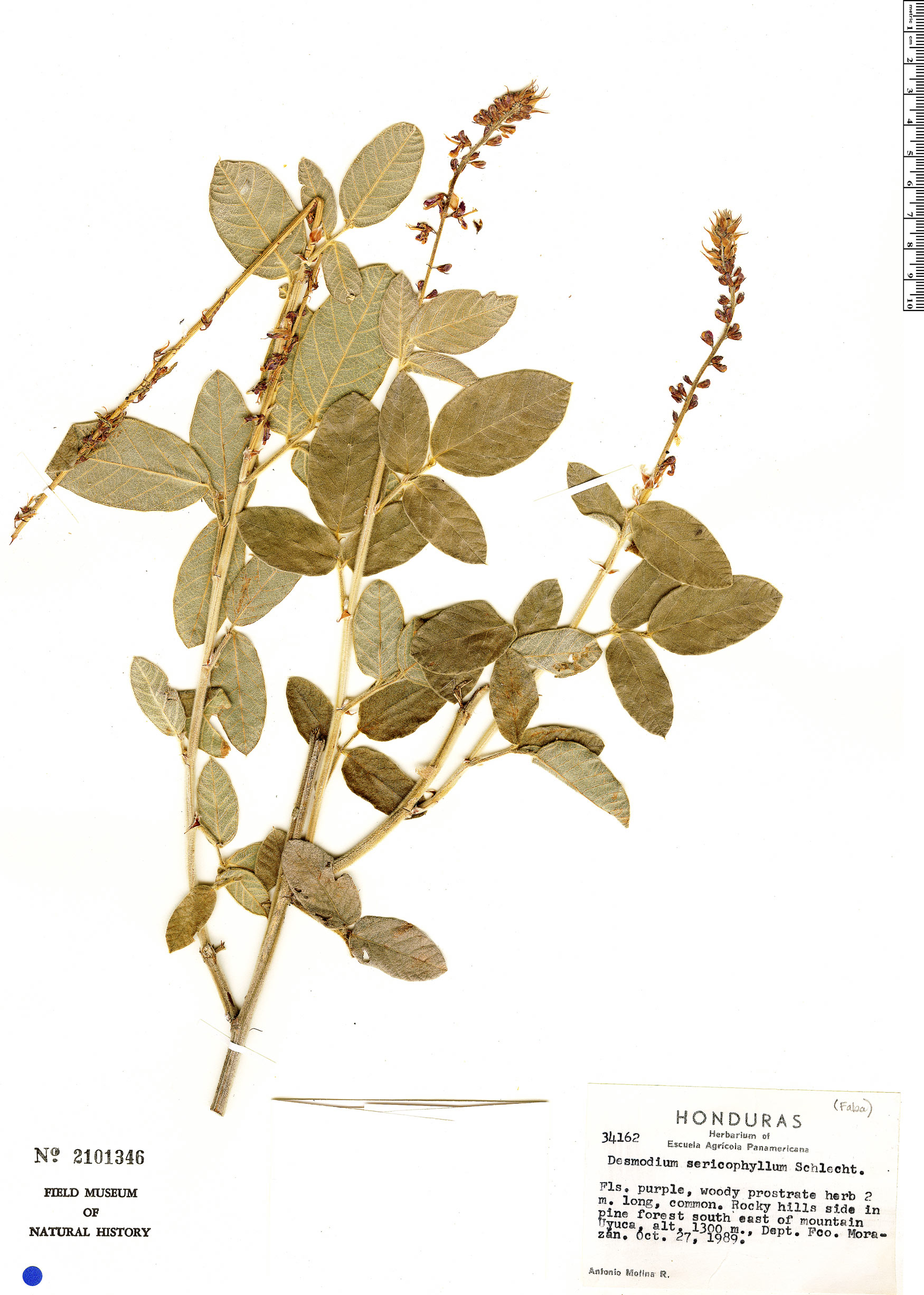 Desmodium sericophyllum image