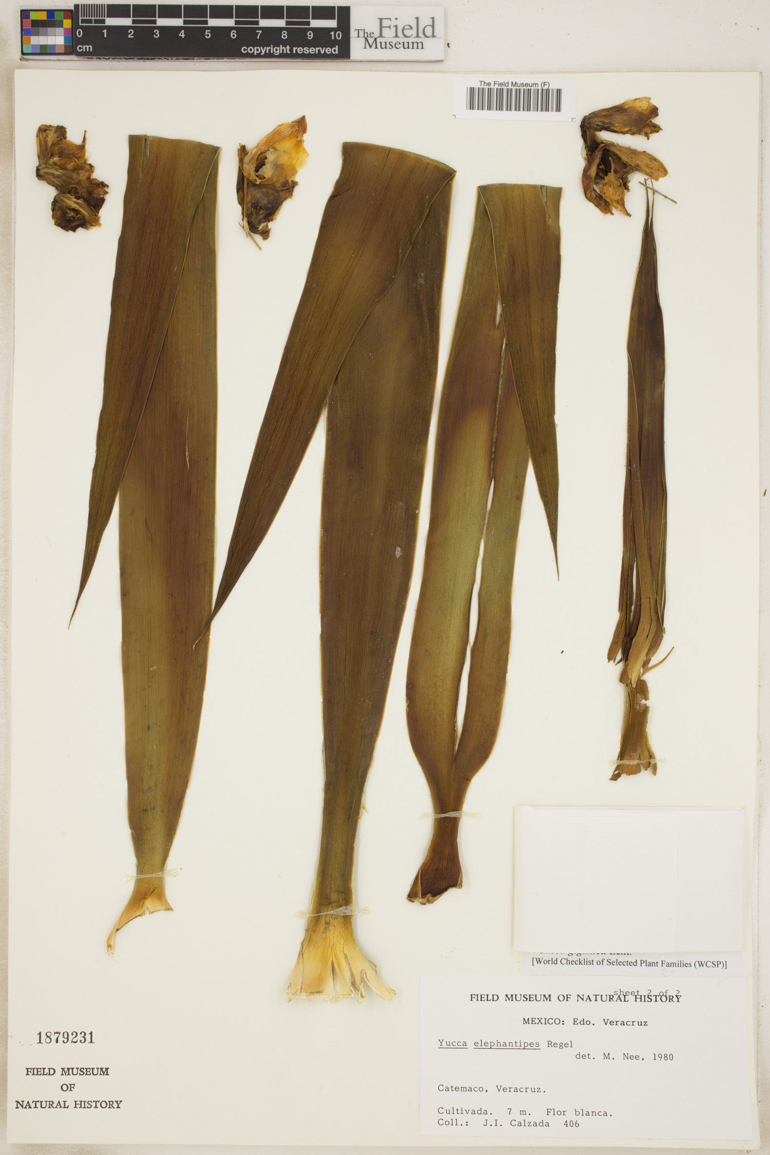 Yucca gigantea image