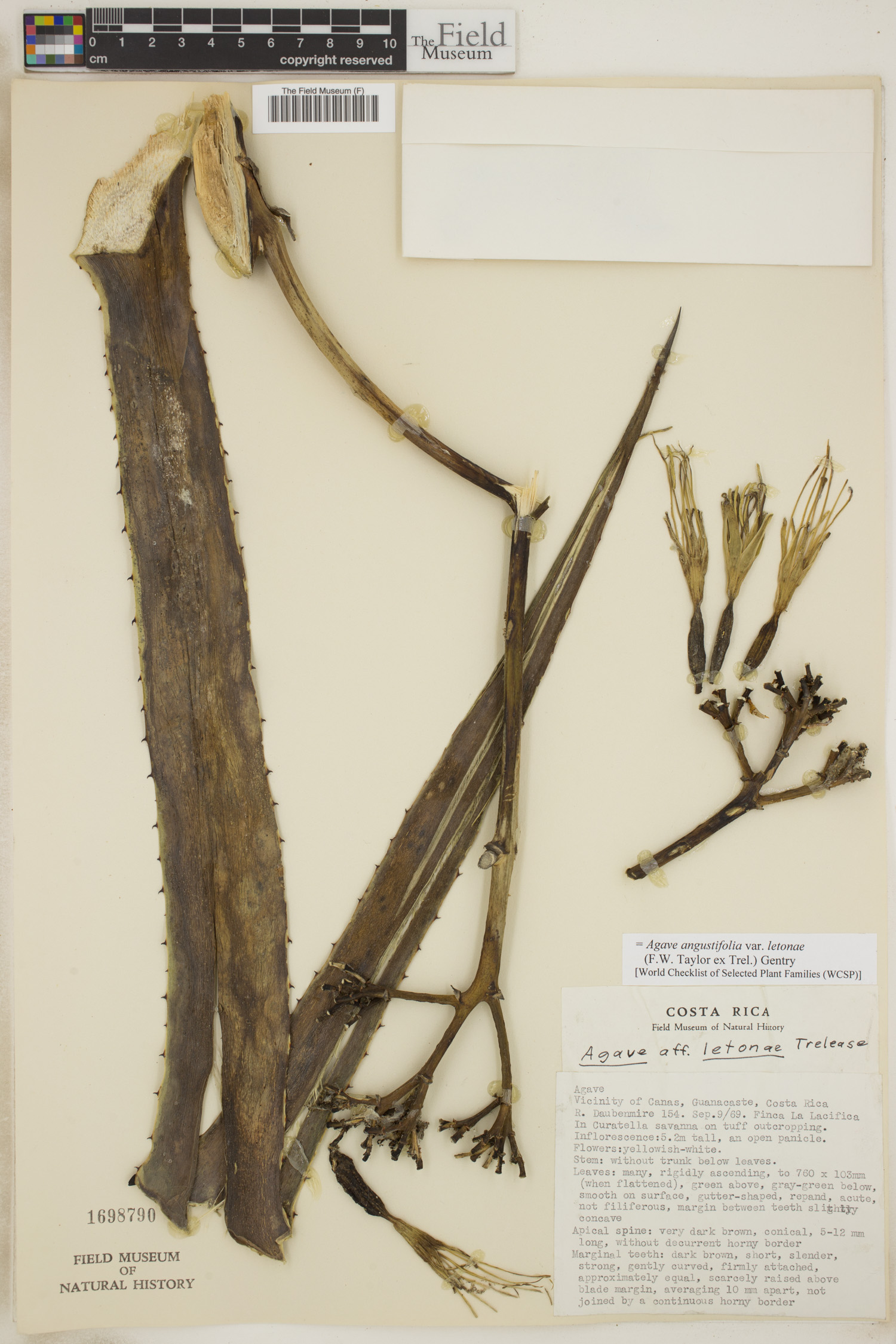 Agave angustifolia var. letonae image